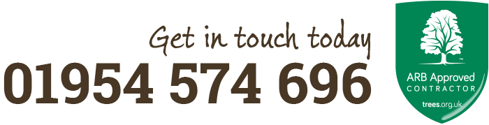 Professional Tree Surgery and Services