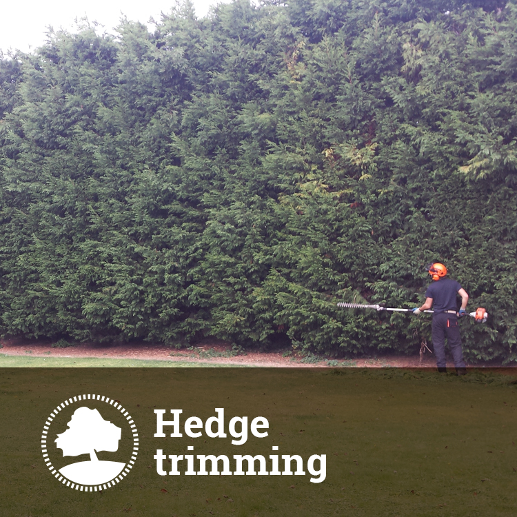 Hedge and Bush Trimming Solutions