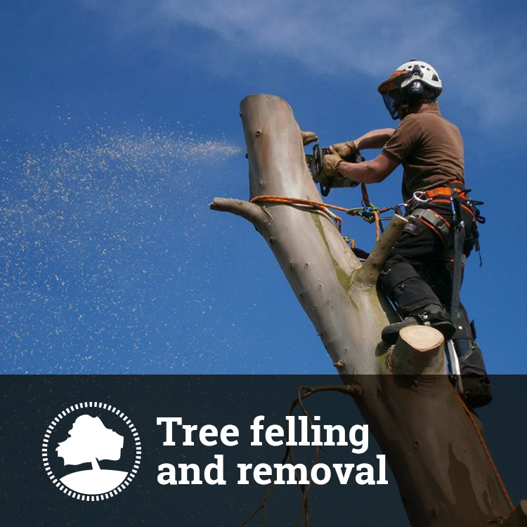 Tree Felling and Removal Solutions