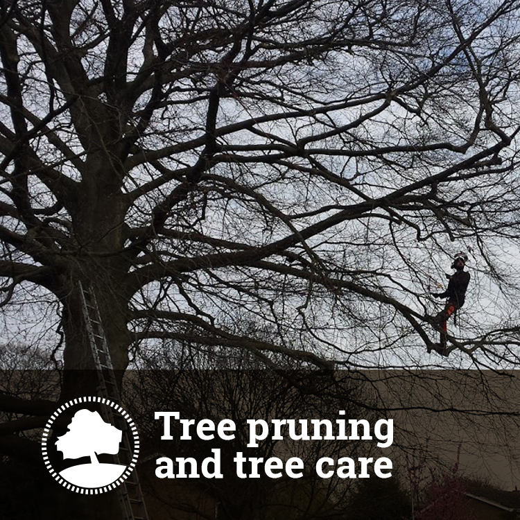 Tree Pruning and Tree Care Solutions