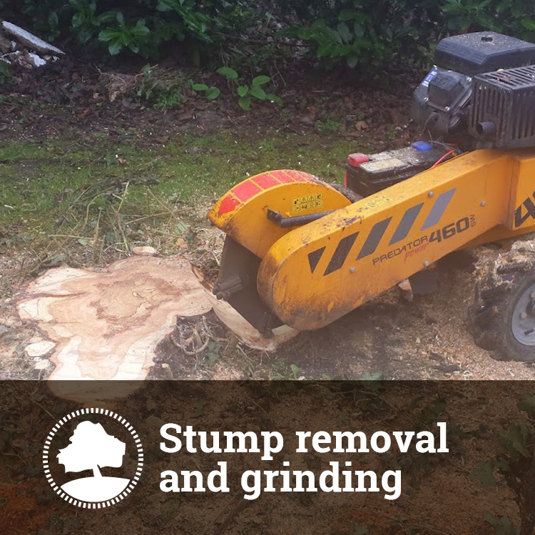 Tree Stump Removal Solutions